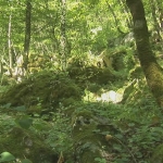 Νομός Δράμας-Δάσος Φρακτού